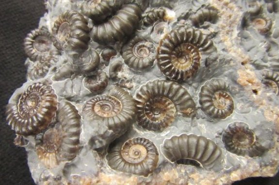 Forshore Fossils tweet media