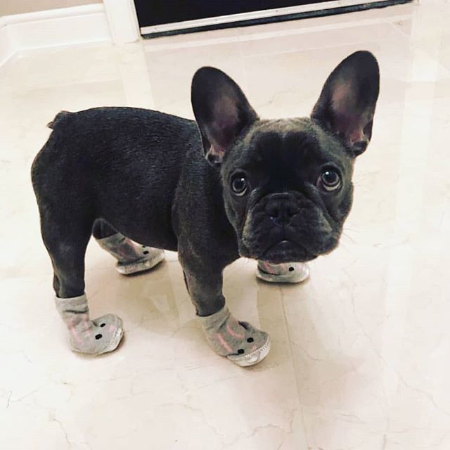 RogueAndWolf's tweet photo. So adorable 😍
Warm socks is a must here in the UK atm! 😁
What's the weather where you are?
-
-
-
-
📷 @izzythe.frenchie #rogueandwolf, #witchcraft, #witch, #witches, #witchesofinstagram, #witchythings, #witchy, #adorable, #aww, #animalfriend, #animalf… https://t.co/7vBoP2Y3JW https://t.co/vF5DWkJHZ1