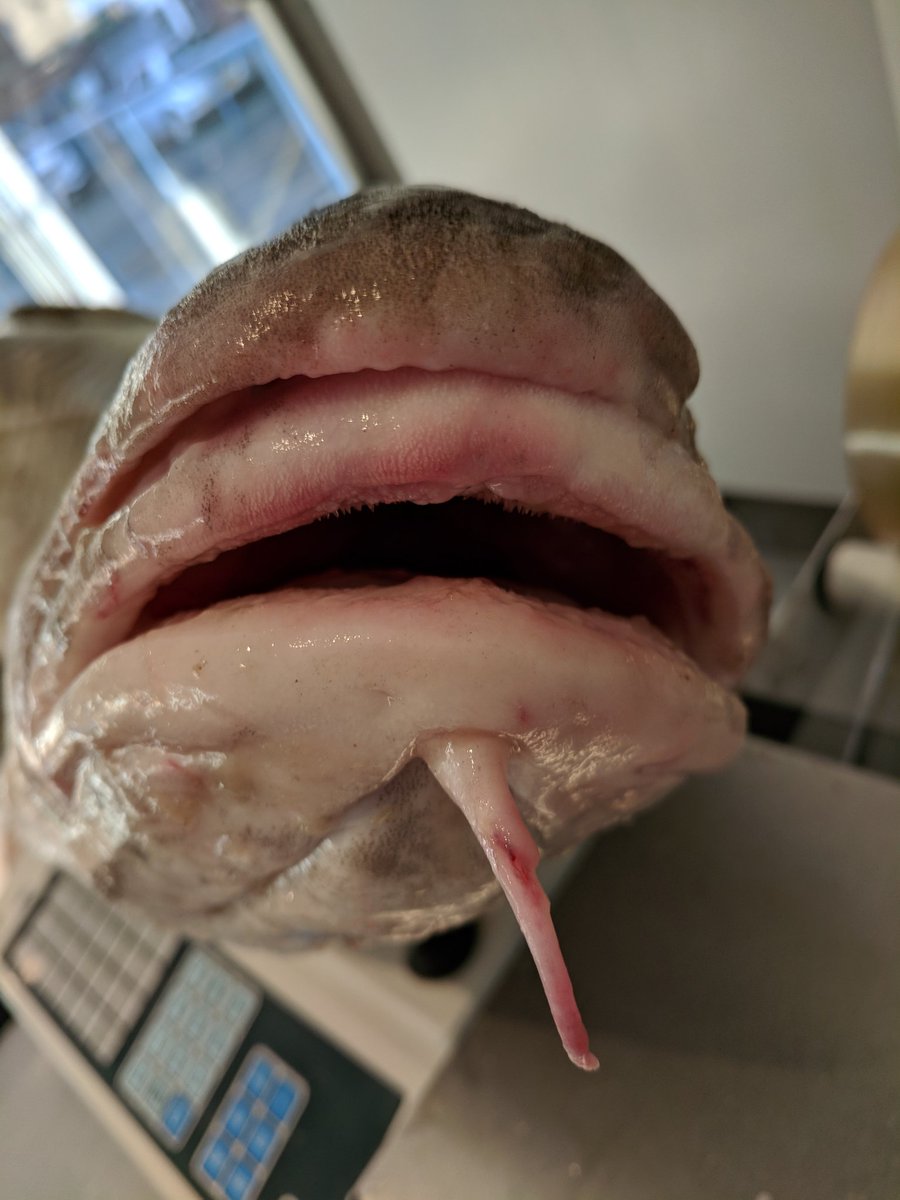 FishOnTheQuay's tweet photo. Guess the weight !!🐋🐳🐙 Huge cod just in off the boat "Crystal waters" just for fun , start guessing , start sharing !!!! #codfather Exmouth, Devon https://t.co/lJxy7JN5Dj