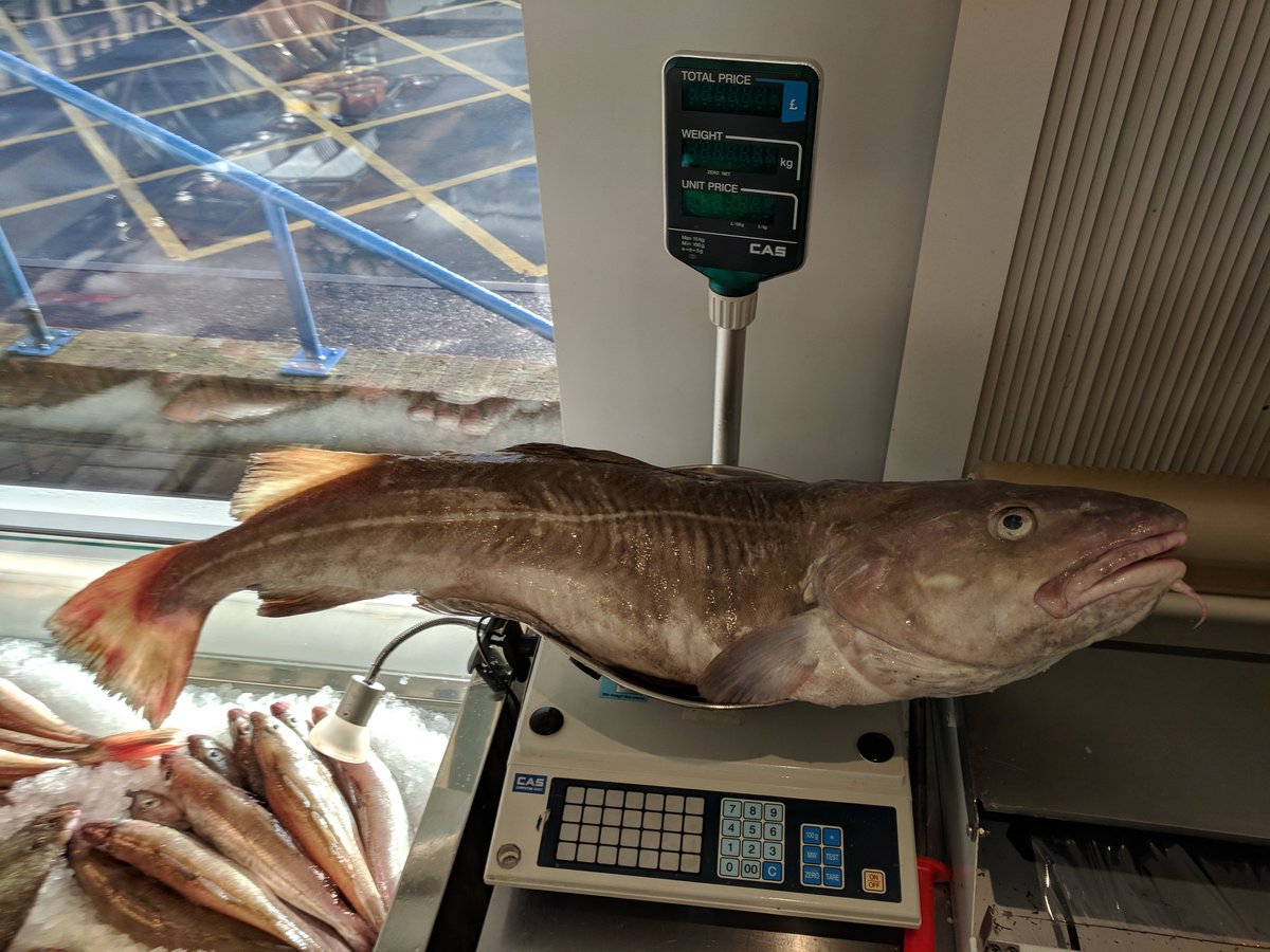 FishOnTheQuay's tweet photo. Guess the weight !!🐋🐳🐙 Huge cod just in off the boat "Crystal waters" just for fun , start guessing , start sharing !!!! #codfather Exmouth, Devon https://t.co/lJxy7JN5Dj