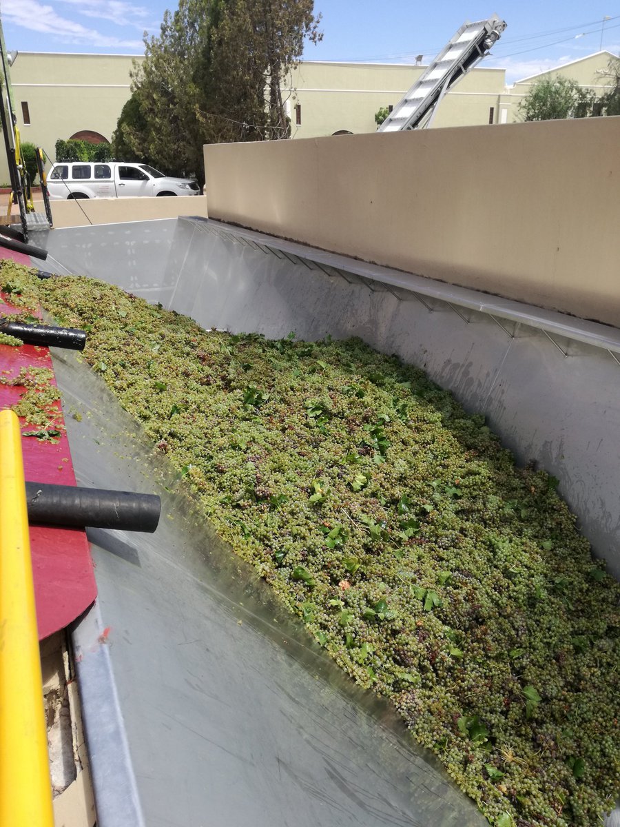 OrangeRiverWine's tweet photo. First load of #cheninblanc just dropped @OrangeRiverWine #upingtoncellar #letsmakewine #2018harvest #lettheseasonbegin https://t.co/FAH4t1wtsN