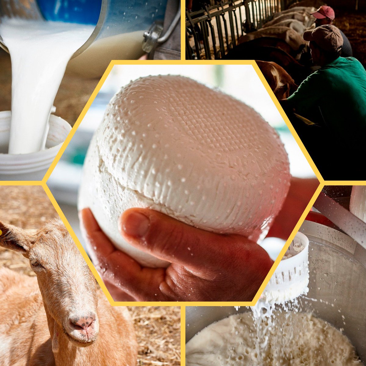 IMoresani's tweet photo. Siamo produttori del #Cacioricotta di Capra del #Cilento, che è #Presidio Slow Food.
Alleviamo circa 100 capre la cui #alimentazione si basa esclusivamente su prodotti vegetali biologici di nostra produzione.
#formaggio #cheese #SlowFood #prodottitipici #HealthyFood #buoncibo https://t.co/lDYjxOKEY0
