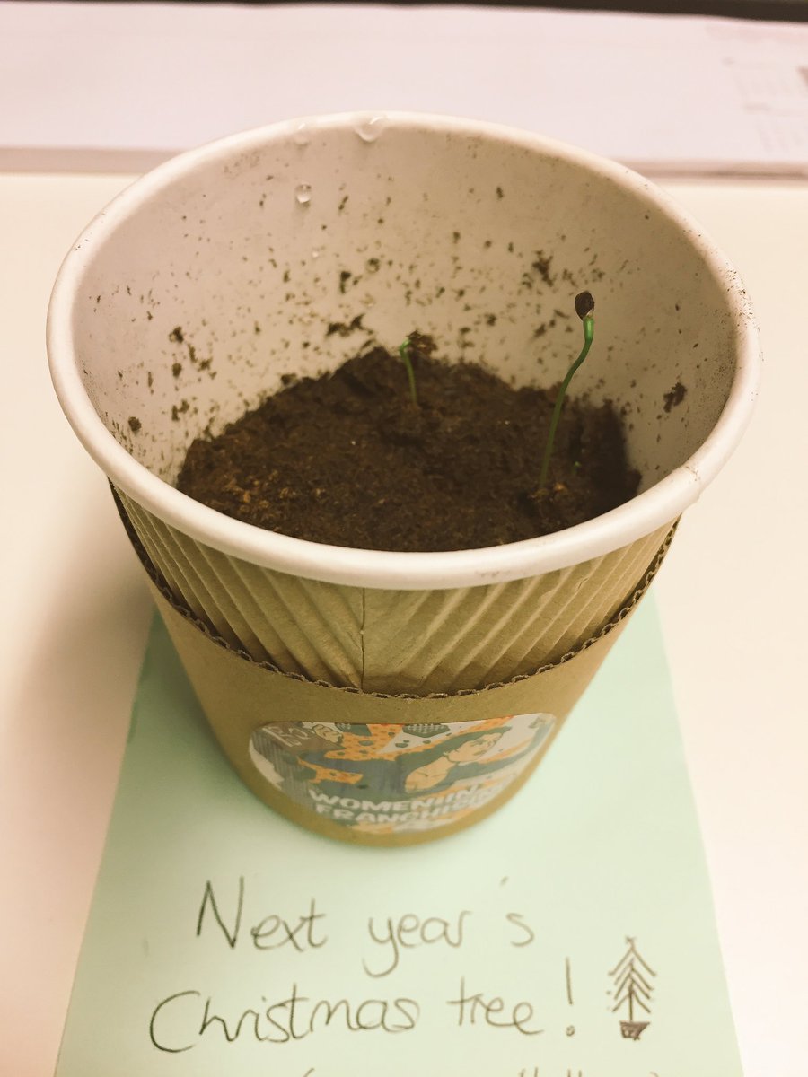 TeamDT_'s tweet photo. They're growing!!! π²ππ Meet our #bfawiftree17 seedlings: Christov, Angelica and Carol! #proud @BFA_UK https://t.co/EjVJuAhpTf