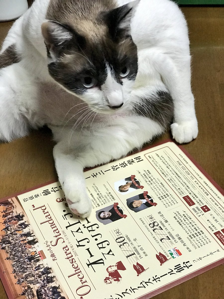 ねこったー Spo Nekotter Twitter