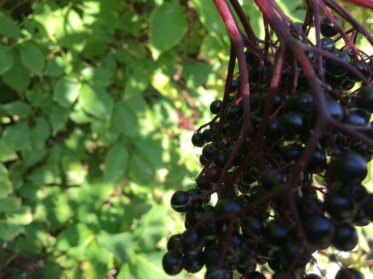 schreibergarten's tweet photo. All das Wunderbare, das im #Sommer so grosszügig im #Erntekorb lag, konnte unmöglich immer gleich frisch verarbeitet werden und...
klar wollen wir auch im #winter noch von schmackhaften Beeren oder die Sommerwärme aus einem dampfenden #teller Tomatensuppe kosten. https://t.co/VazirC04Vc