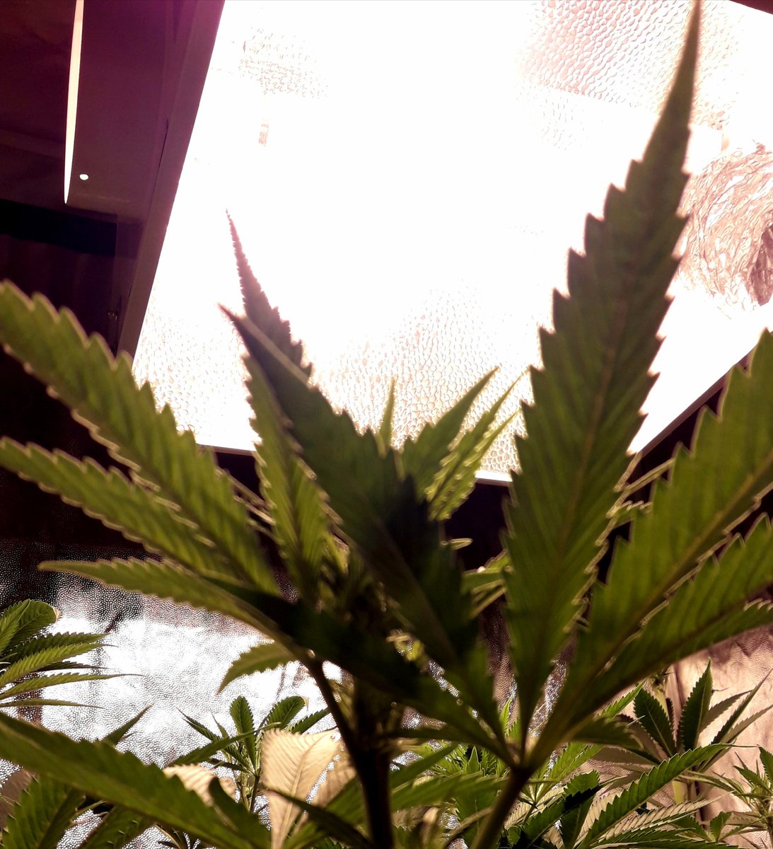 Apez140's tweet photo. Weed Día @GreenbudSeeds,
Y Magnífico inicio de semana #EquipoGrande, Jajsss...
Mirad #Spitfire imparable bajo #HPS600WTS @LUMiiLighting en #LightHouseMAX de @HydroGardenLtd y #CocoAllMix de @ProXL_Spain .
#LosMejoresHumos de una #ChocoCandy2,
Alegría, Olas, Paz y Semis:-))) https://t.co/adn5Zuk0qD