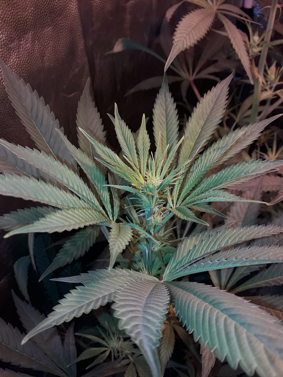 Apez140's tweet photo. Weed Día @GreenbudSeeds,
Y Magnífico inicio de semana #EquipoGrande, Jajsss...
Mirad #Spitfire imparable bajo #HPS600WTS @LUMiiLighting en #LightHouseMAX de @HydroGardenLtd y #CocoAllMix de @ProXL_Spain .
#LosMejoresHumos de una #ChocoCandy2,
Alegría, Olas, Paz y Semis:-))) https://t.co/adn5Zuk0qD