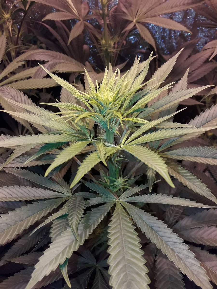 Apez140's tweet photo. Weed Día @GreenbudSeeds,
Y Magnífico inicio de semana #EquipoGrande, Jajsss...
Mirad #Spitfire imparable bajo #HPS600WTS @LUMiiLighting en #LightHouseMAX de @HydroGardenLtd y #CocoAllMix de @ProXL_Spain .
#LosMejoresHumos de una #ChocoCandy2,
Alegría, Olas, Paz y Semis:-))) https://t.co/adn5Zuk0qD