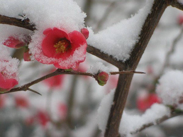 Daily Visual #WritingIdea: Tell a story about a magical flower that only blooms when there’s snow. writeabout.com/ideas/tell-a-s… #ELAchat #EngChat