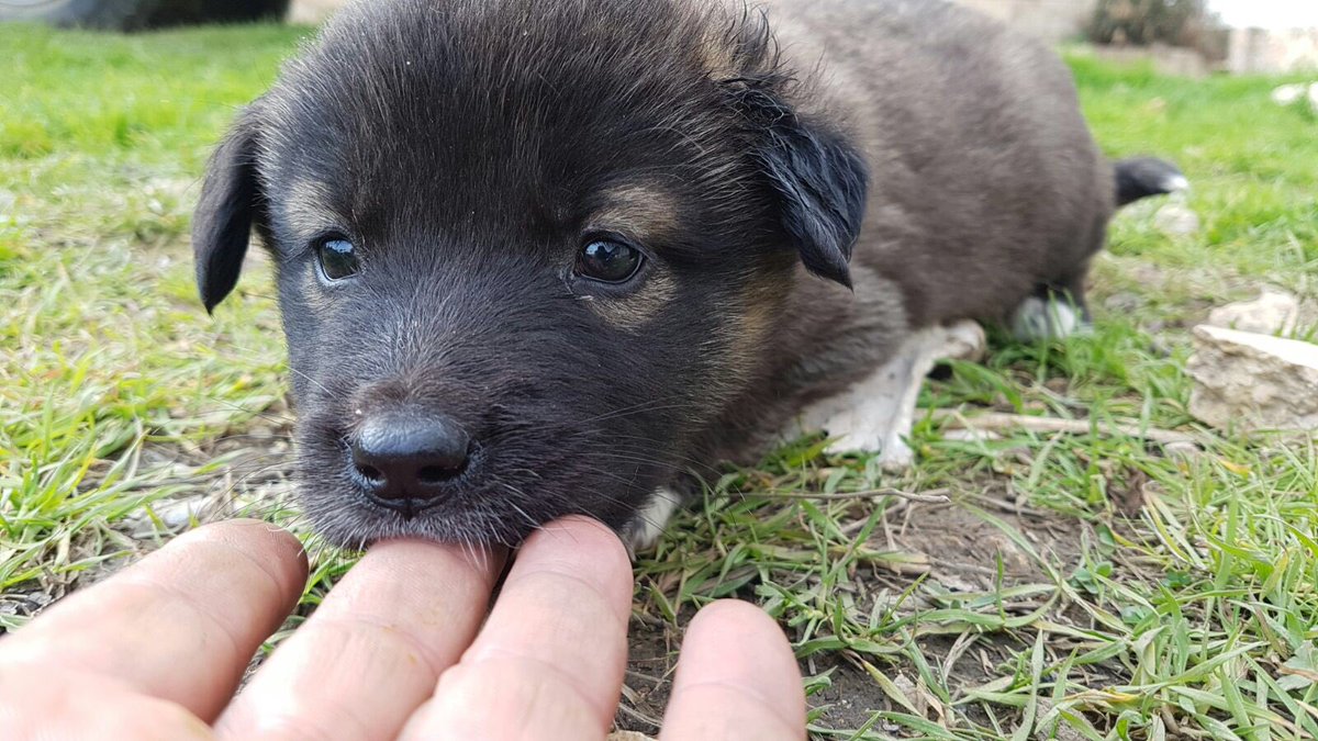 theAleppoCatmen's tweet photo. Today this mother and her puppies has been found.we will do our best to find accommodation for all them ❤️
#AnimalsLovers #NotJustCats #Puppies #ErnestoParadise #SyrianDogs @theAleppoCatman https://t.co/ptKje9pilc