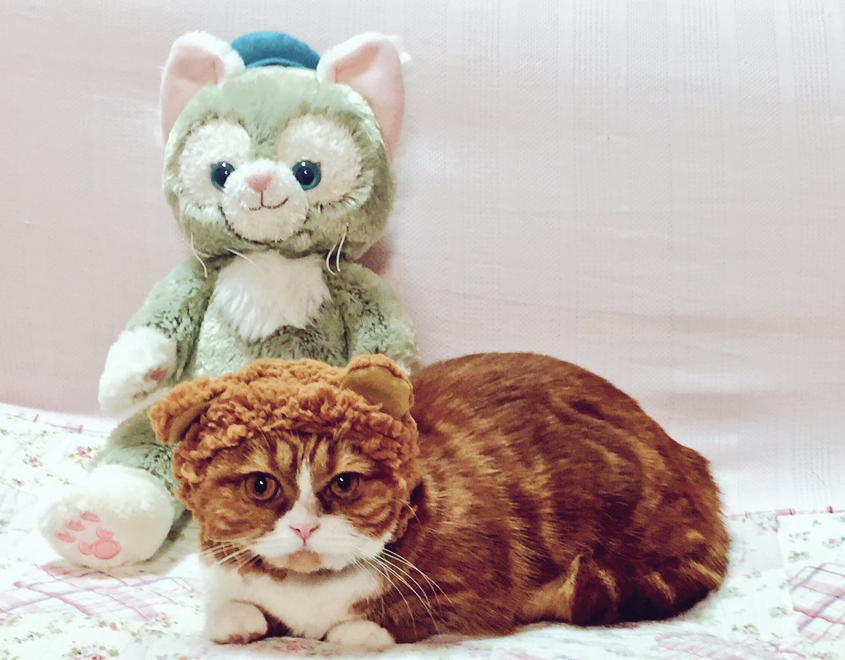 Anzu20160707's tweet photo. #cat #ねこ #猫 #CuteAnimals #prettyanimals #猫好きさんとつながりたい #ねこかぶりもの https://t.co/xz72SfN8FX