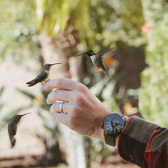 watchesdotcom's tweet photo. Flocking to the Xeric Evergraph 🐦 Incredible hummingbird/watch combo shot by @hummingbird_journals .
.
.
#watchesdotcom xericwatch #womw #hummingbird #hummingbirds #evergraph https://t.co/5iR6PYZvYJ https://t.co/Ffqsl5mpos