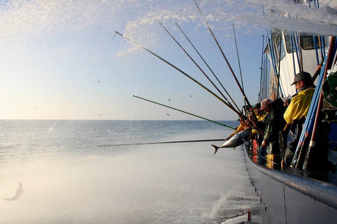 .@MSCecolabel reforzará su rol como catalizador en las mejoras de #pesquerías globales, requiriendo que todas las actividades de #pesca en una población objetivo sean certificadas respecto al Estándar de MSC de #PescaSostenible. Lee la nota de prensa aquí: msc.org/sala-de-prensa…