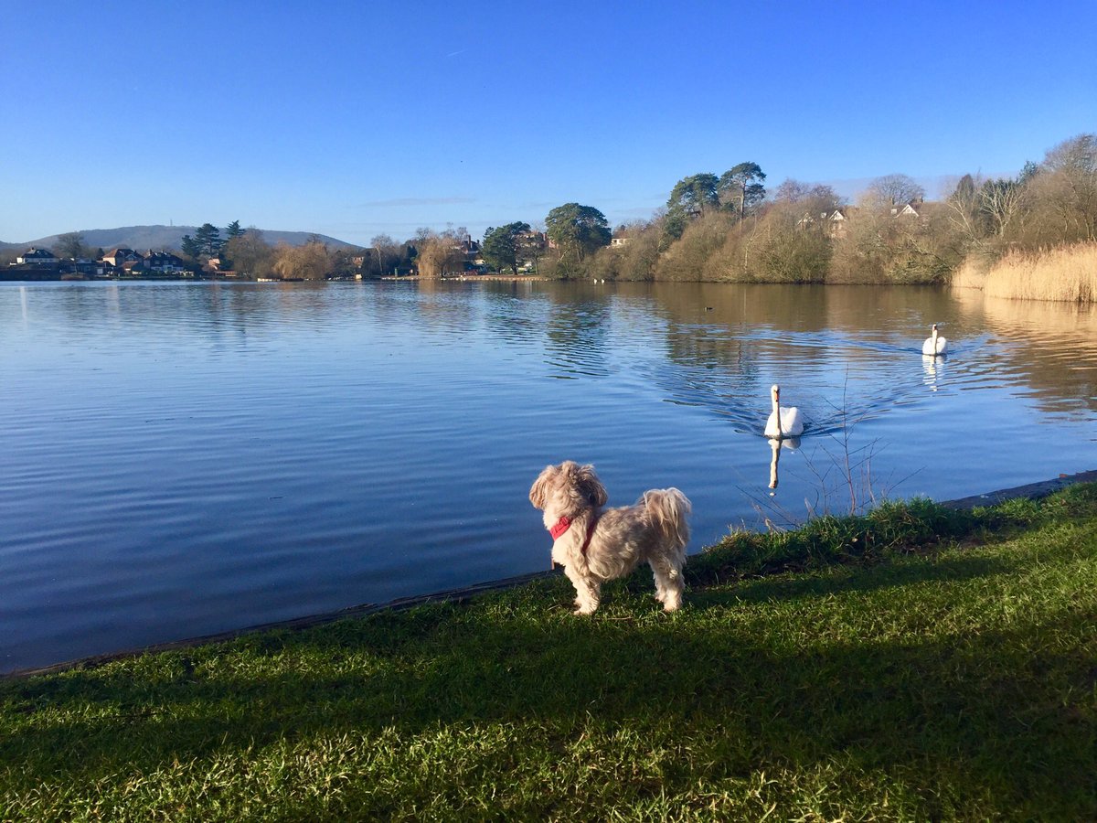 Good gym session early morning then beautiful dog walk with my fluffy’s 💕 #Wellbeing #doglovers #lake #Cardio