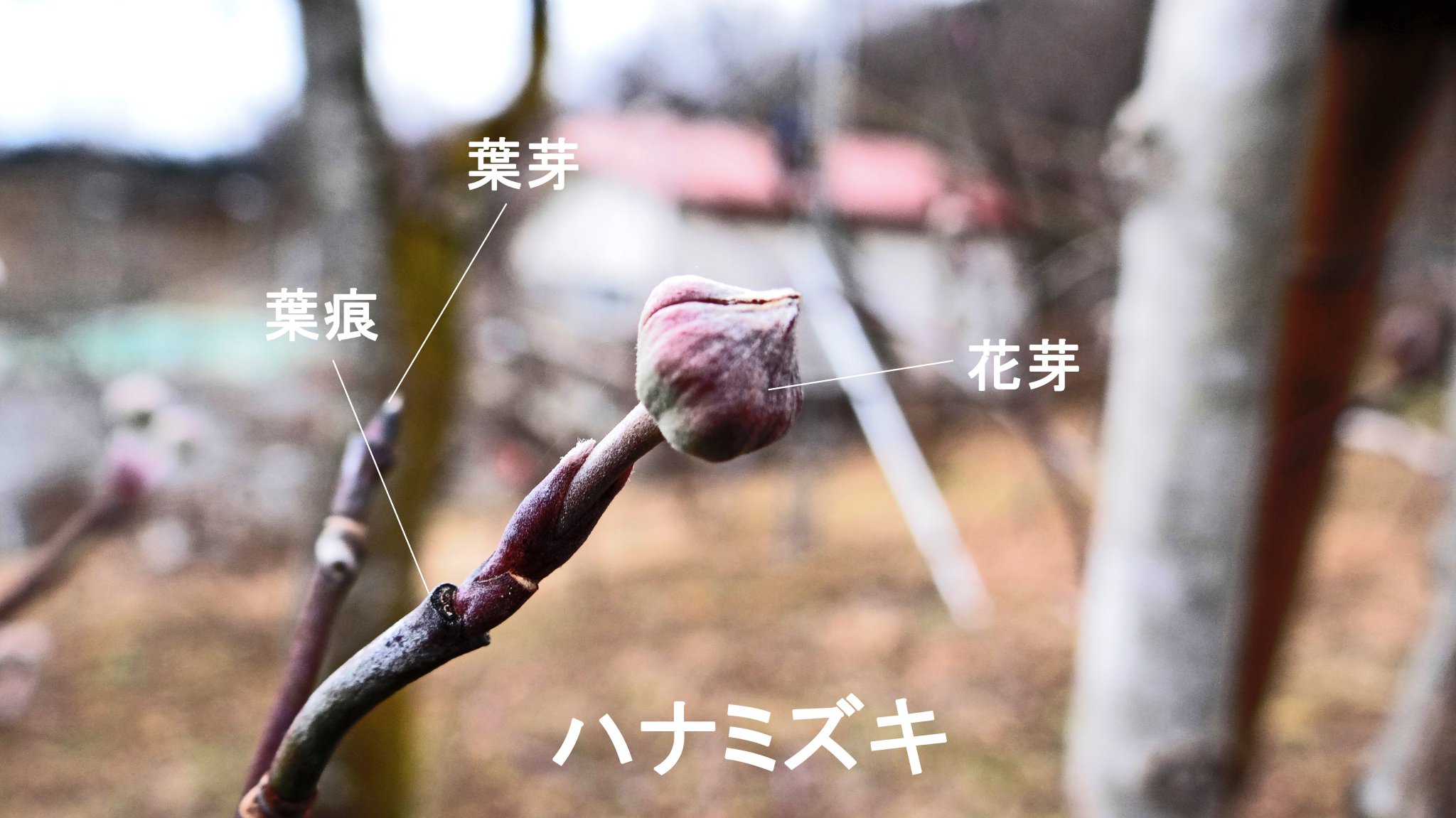 いまさき ひろし 船岡城址公園散策 ハナミズキ 花芽 葉芽 葉痕 いまさき ひろし 船岡城址公園散策 ハナミズキ 花芽 葉芽 葉痕