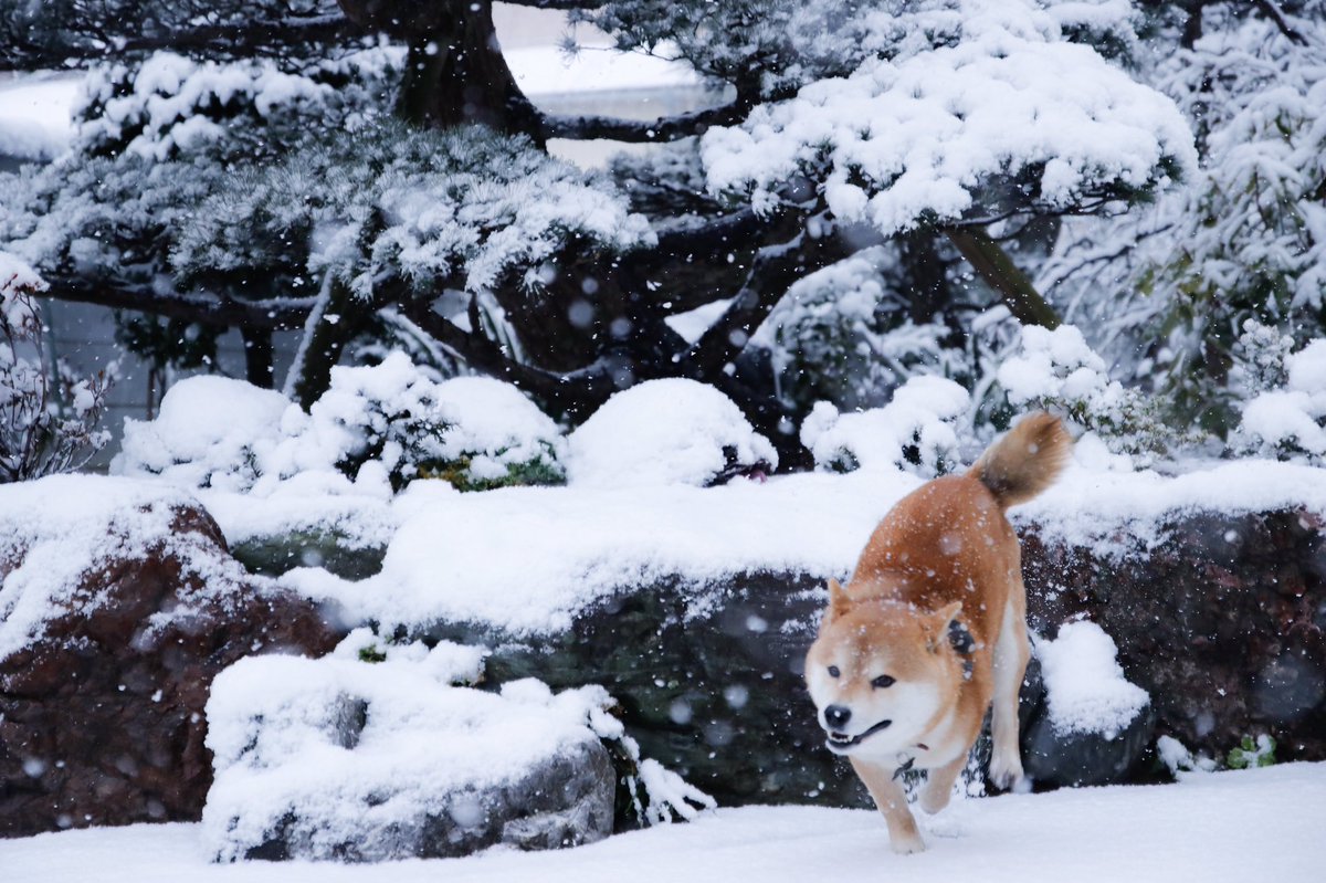 動物,犬,猫,しつけ,飼い方,育て方,病気,健康