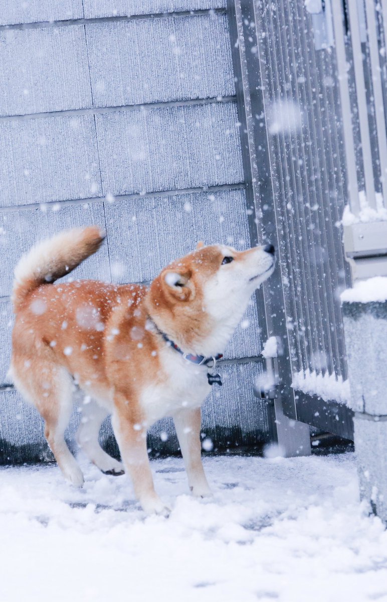 動物,犬,猫,しつけ,飼い方,育て方,病気,健康