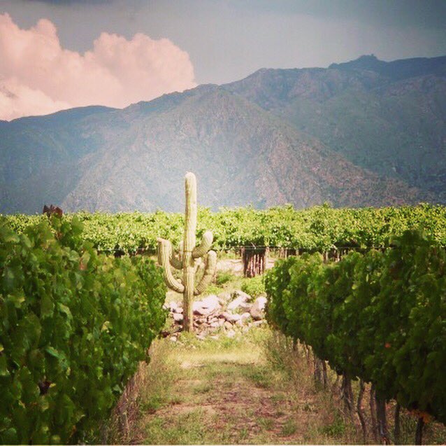 Concentrando para la degu del 25 <a href="/Dgo_Molina/">Domingo Molina</a> y parrilla! Que más! #BuenLunes