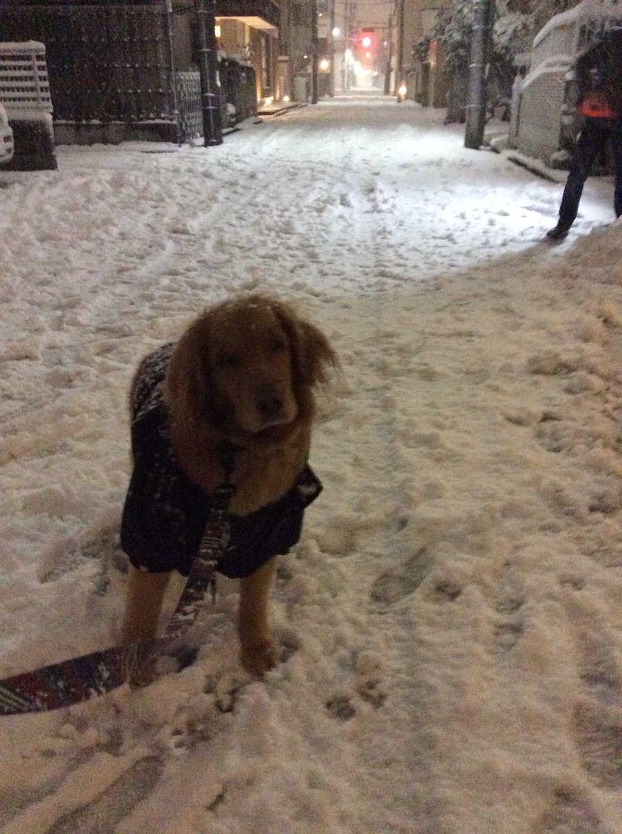 tamago_321's tweet photo. 雪に大興奮なたまご⛄️ https://t.co/JOCVHe8AHE