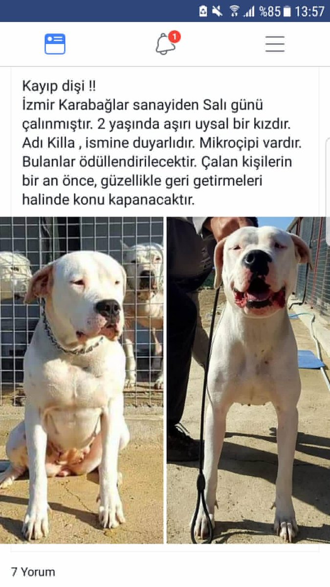 Kayıp! İrtibat 05419549397 - 05063920022
İzmir Karabağlar sanayiden Salı günü çalınmıştır.2 yaşında aşırı uysal bir kızdır.Adı Killa,ismine duyarlıdır. Mikroçipi vardır.
Bulanlar ödüllendirilecektir.Çalan kişilerin bir an önce güzellikle geri getirmeleri halinde konu kapanacaktır