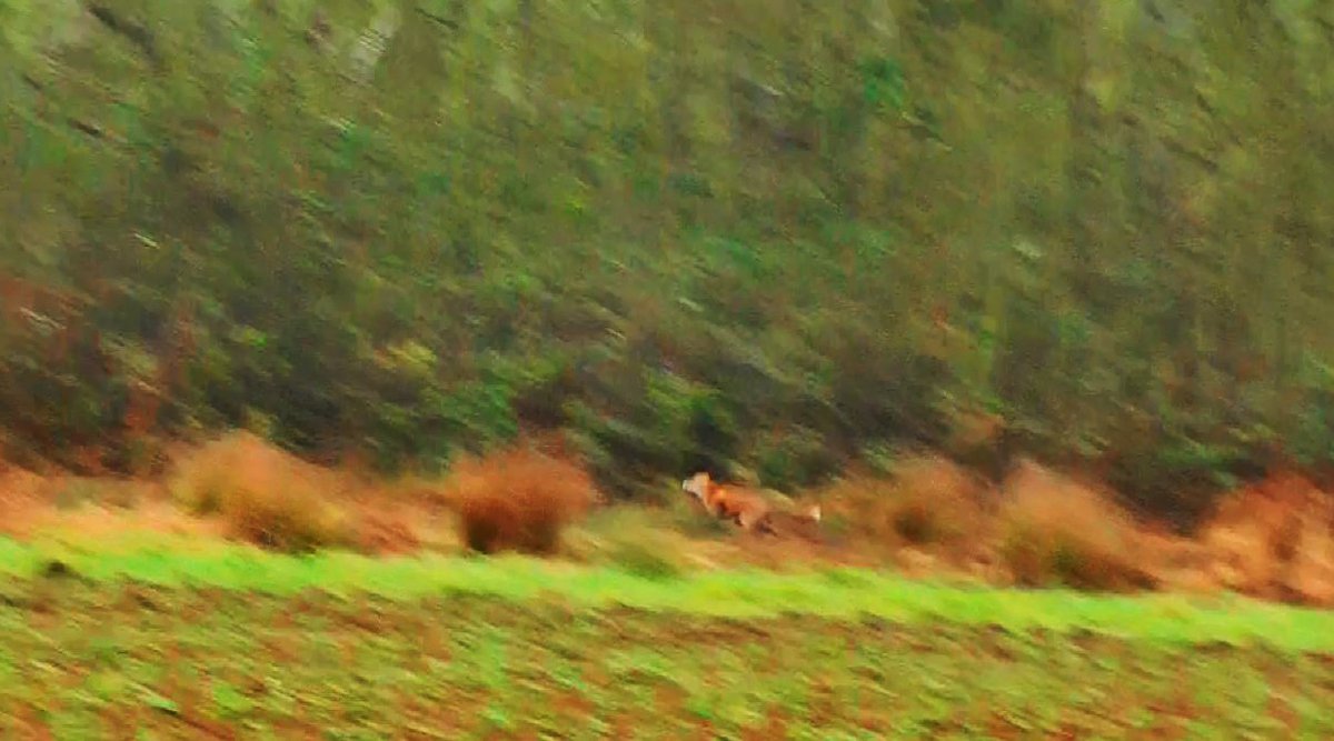 WestMidsSabs's tweet photo. Yet another fox forced to run for its life from the Warwickshire Hunt hounds VIDEO: https://t.co/FgXoUsrqwH #strengthenthehuntingact why have @nationaltrust just given them a license? https://t.co/mHqG6WI771