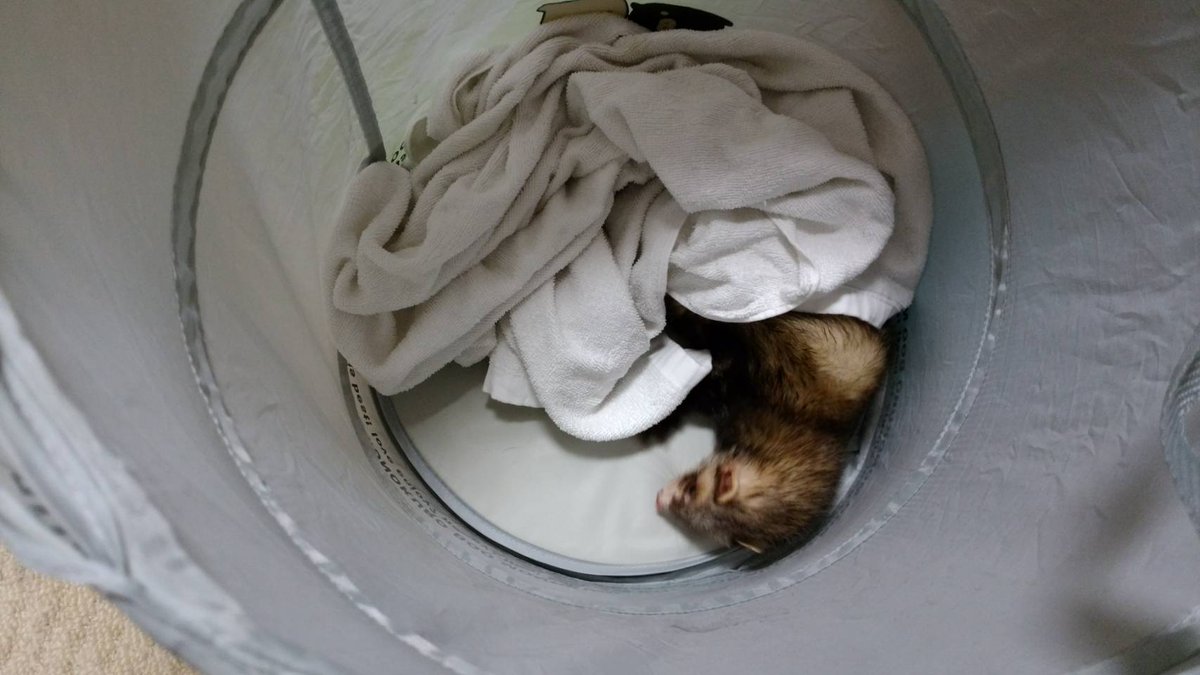 いばらき動物病院 A Twitter フェレットシャンプー速乾プラス ノ フェレットにドライヤーを向けるとパニックになってしまいます そこでコチラ 洗濯物カゴにバスタオルを入れて 中で走らせる 全自動乾燥機のごとく勝手に乾きます お風呂にお困りの方 いばらき動物病院 A Twitter フェレットシャンプー速乾プラス ノ フェレットにドライヤーを向けるとパニックになってしまいます そこでコチラ 洗濯物カゴにバスタオルを入れて 中で走らせる 全自動乾燥機のごとく勝手に乾きます お風呂にお困りの方