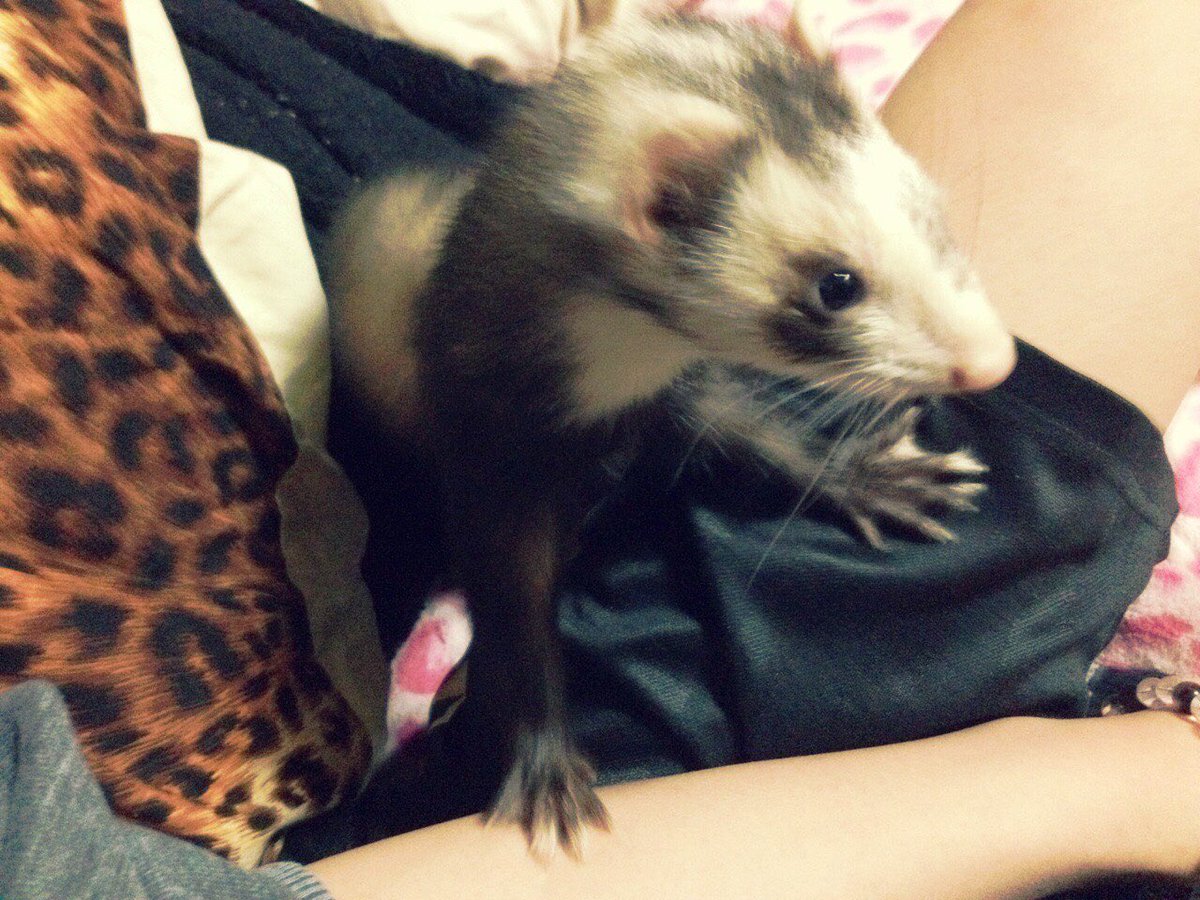 ちゃんさき♛︎ tweet media