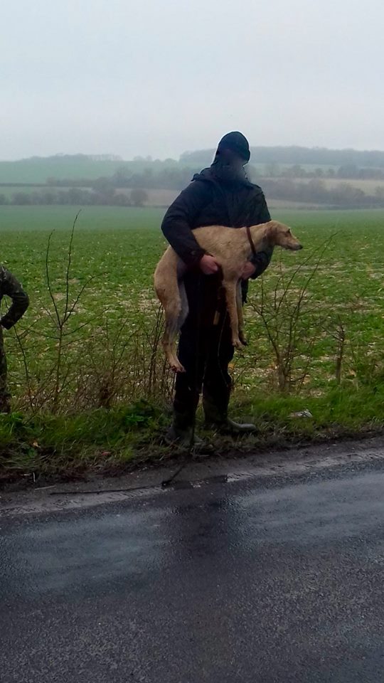 HuntSabs's tweet photo. East Kent Hunt Sabs save a hare from this lurcher whilst on the way to hit the East Kent Hunt
https://t.co/yIblSD6iN6 https://t.co/4Ev7fRH3e6