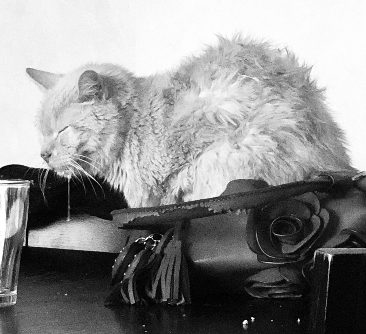 JAnonymagence's tweet photo. Quand ton vieux #matou croit que ton sac �� main ferait un bon #coussin ... ! #chatfou #inconfortable 💗 https://t.co/49GArb9gNd