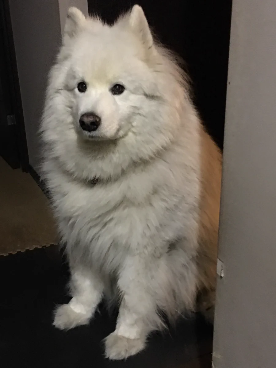 犬も雪に喜ばない？！今回の大雪に犬もドン引きになる件ｗｗｗ