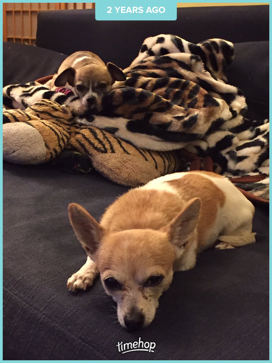 buhny's tweet image. My @BoosterYule waiting patiently for attention while #FTLDrive pouts bc I put leg warmers on her...