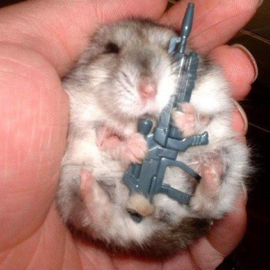 Не буди во мне зверя хомячок