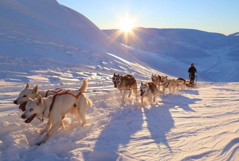 elusive_moose's tweet photo. Winter fun in the snow 😊Sirdal Husky Farm ©Frank Haughom (Sirdal i bilder) #Norway #dogsledging #dogs @SouthernNorway https://t.co/tHk0LR0Q2P