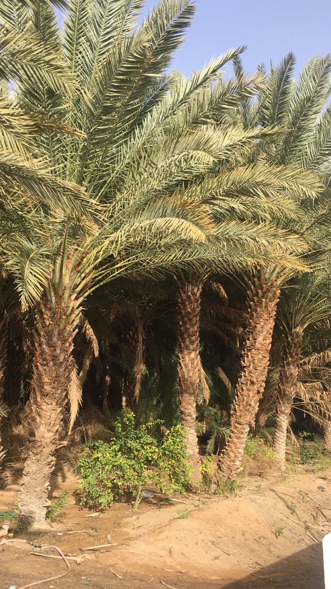 abohetaf1's tweet image. 