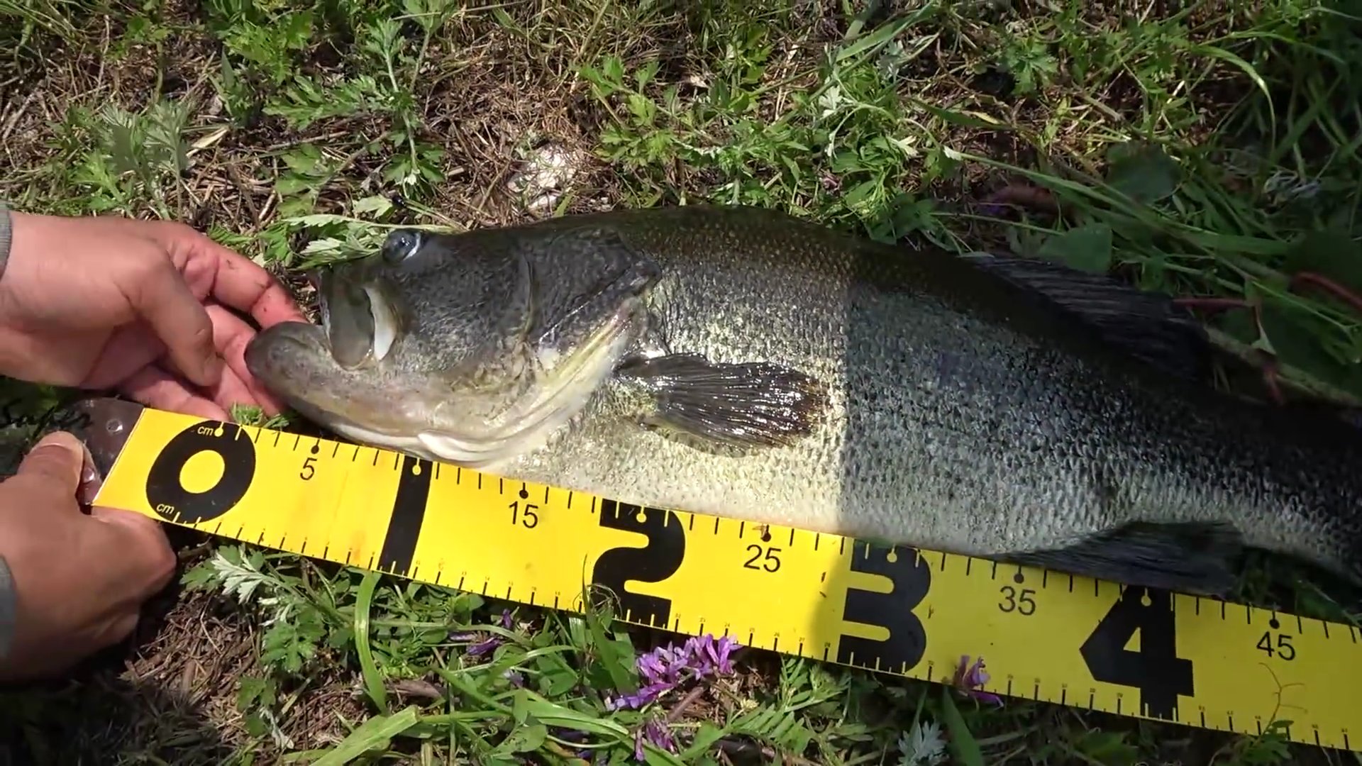 くさきち 藻川の家から近い所でのバス釣りの様子を Youtubeにupされた方が釣られたバスです この場所で 小さいバスは何度か釣ったのですが もう随分昔ですが こんな モンスターいるんですね 僕も頑張ろー ますます バス釣りに熱が