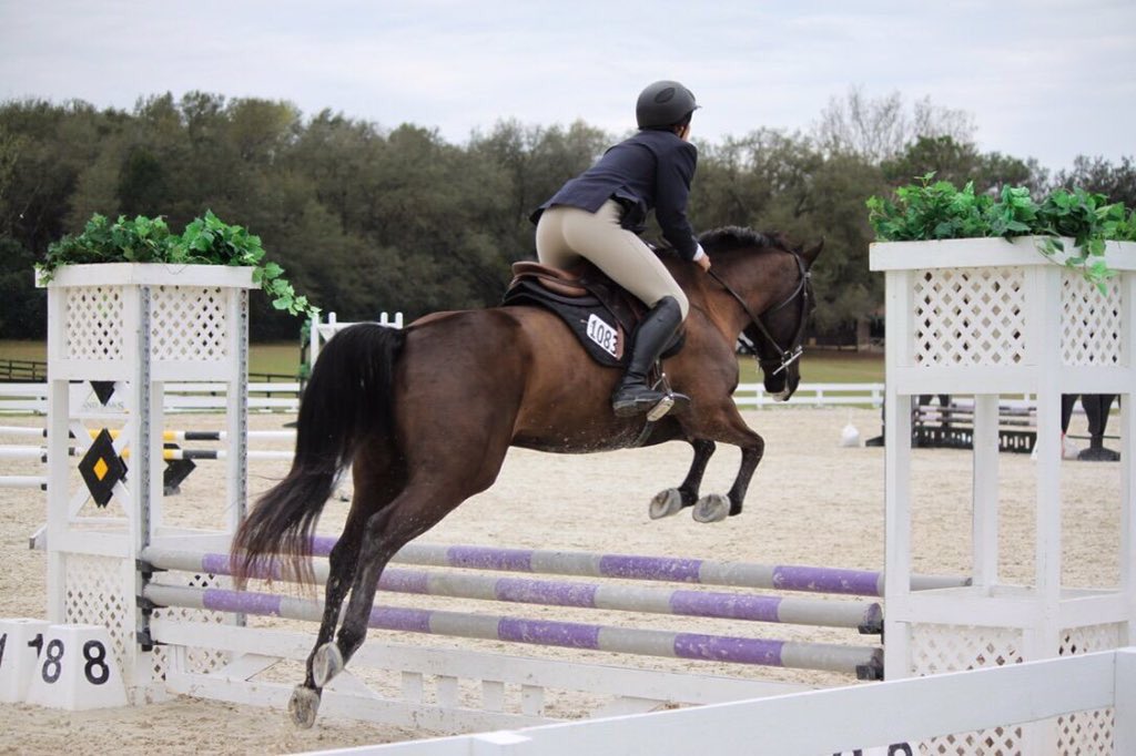 Rate_Horses's tweet photo. This is Kit. She demonstrates an understanding of the importance of hygiene, knows how to dress herself, and applies herself at work. 14/10 better at adulting than some actual adults https://t.co/WEYzjeTCo7