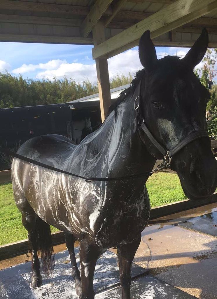 Rate_Horses's tweet photo. This is Kit. She demonstrates an understanding of the importance of hygiene, knows how to dress herself, and applies herself at work. 14/10 better at adulting than some actual adults https://t.co/WEYzjeTCo7