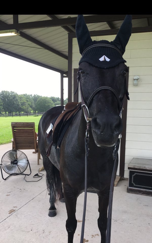 Rate_Horses's tweet photo. This is Kit. She demonstrates an understanding of the importance of hygiene, knows how to dress herself, and applies herself at work. 14/10 better at adulting than some actual adults https://t.co/WEYzjeTCo7