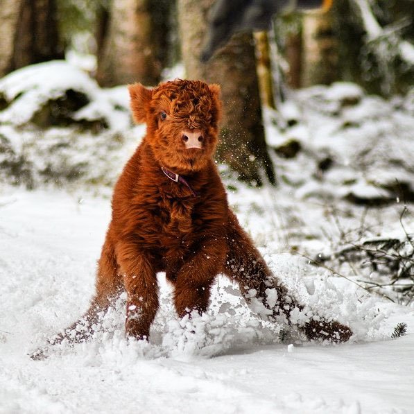 When you just can't wait for #Coosday  🐮  #lovescotland #TuesdayCoosday 

📷 <a href="/Highland_Cows/">Highland Cows</a>