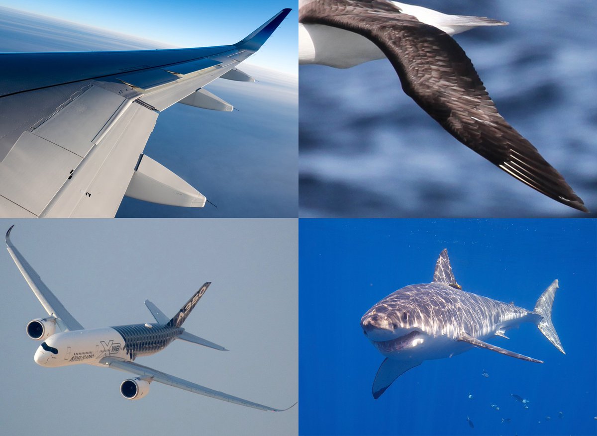 From albatrosses 🐦 to sharks 🦈, Airbus is applying lessons from nature to the aircraft we engineer. goo.gl/m4sBUC #Biomimicry