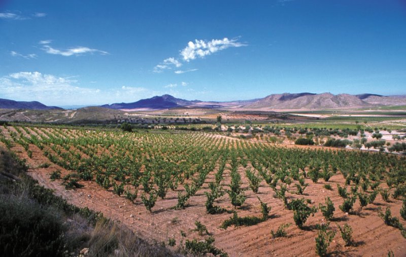 Maak kennis met bodega's uit de DO's La Mancha, Almansa, Uclés, La Manchuela, Ribera del Júcar en de IGP Vinos de la Tierra de Castilla volgende week woensdag 31 januari in Level Eleven, naast CS in A'dam. wino.sjakes.com/2017/12/12/cas…
