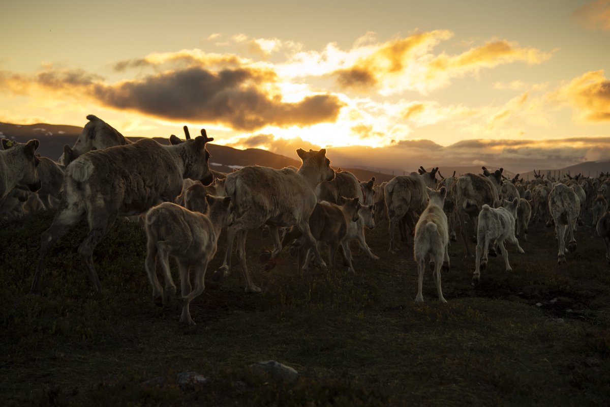Nikon Europe Ambassador <a href="/MarklundJoel/">Joel Marklund</a> captures reindeer running from a coral in Idre, Sweden. This image is part of a series taken during Joel's #Nikon Special Project which aims to go beyond the stereotypes often attributed to Sweden's Sami community → goo.gl/8r5h3C