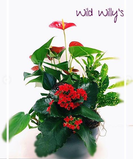 Featuring a mix of green and blooming plants, this garden basket will be treasured for seasons to come. See it any many others in store or online at wildwillysflorist.com/flowers/classi…