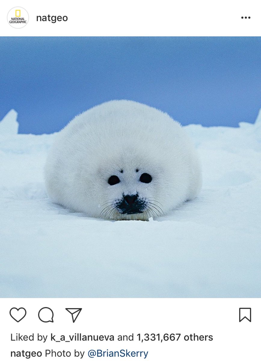 jeancase's tweet photo. Thanks to our world class photographers and remarkable photos they post - like this one from @Brian_Skerry - @NatGeo now has more than 5 BILLION likes to date on @Instagram. https://t.co/6j1aNXSs0D