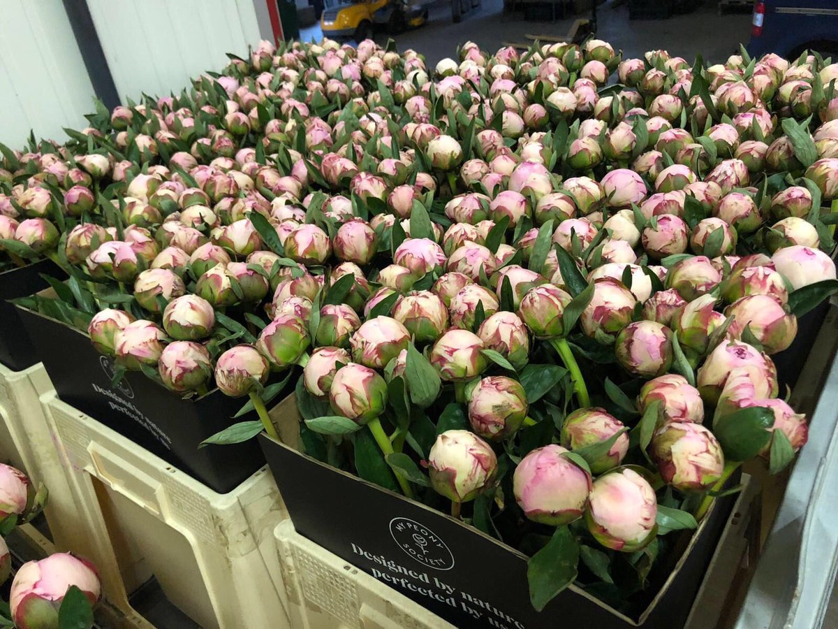 There was a plentiful supply of Sarah Bernhardt Peony in Rijnsburg this morning #florallove #florallife #floral🌸 #awesome_florals #ig_discover_petals #flowergram #allthingsbotanical #Flowers #flower #botanicalpickmeup #botanicalbeauty #justbefloral #botanicaldaydreams 💚