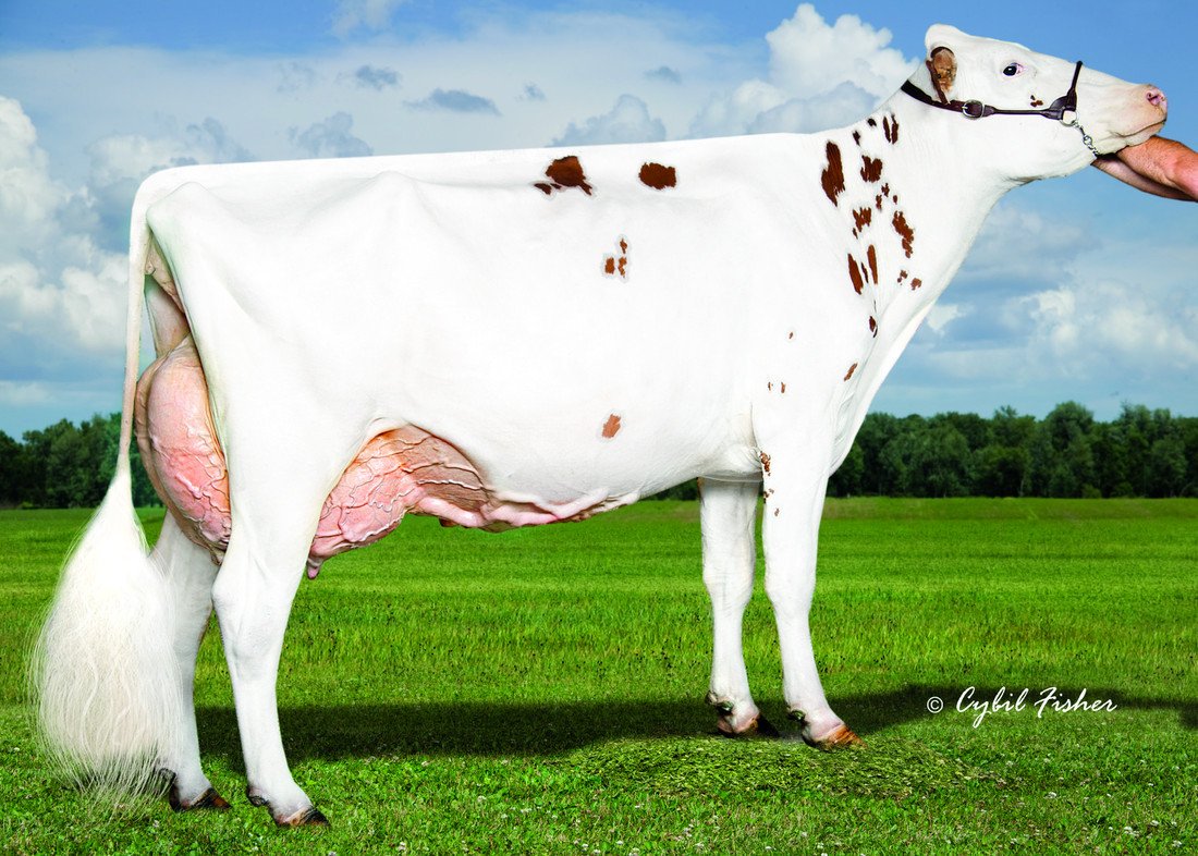 PerfectionCSale's tweet photo. Happy Monday 
1 week closer to the #PerfectionCollection &amp; the sale of #WorldClassPedigrees like Woodhey TLC Ammo P Lust 

1 of the oldest Mr Leaninghouse Ammo P's in Europe x VG87 2yrs Brady tracing back to Lustre &amp; Ravenswall Lydia
Shes also heterozygous polled!
@WoodheyDairy https://t.co/karUg0ESOn