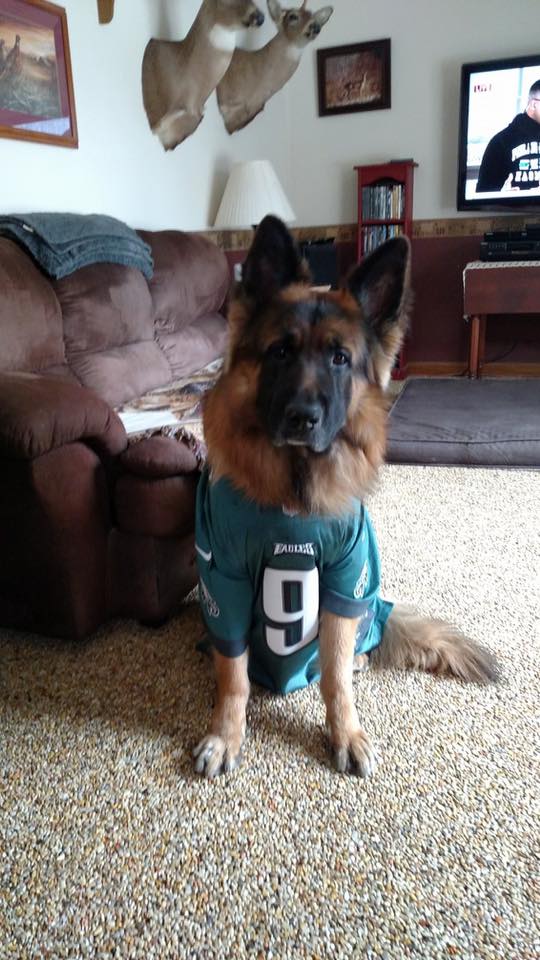 6abc's tweet photo. Hey @Eagles fans! Show us your underdogs! #6abcAction https://t.co/wmq1phGs5J