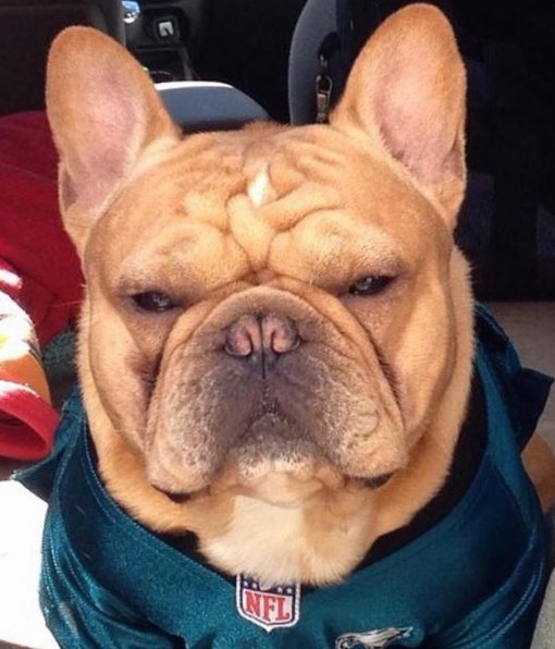 6abc's tweet photo. Hey @Eagles fans! Show us your underdogs! #6abcAction https://t.co/wmq1phGs5J
