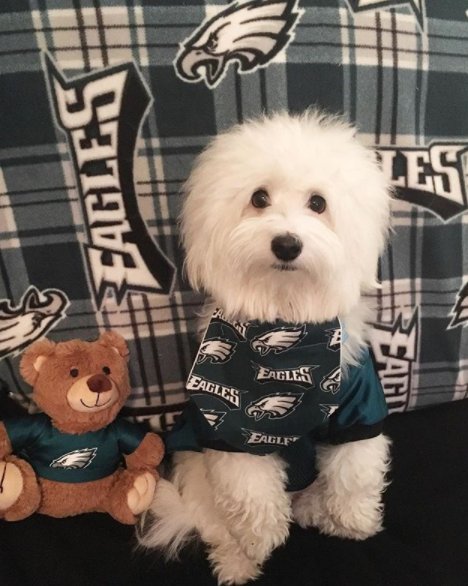 6abc's tweet photo. Hey @Eagles fans! Show us your underdogs! #6abcAction https://t.co/wmq1phGs5J