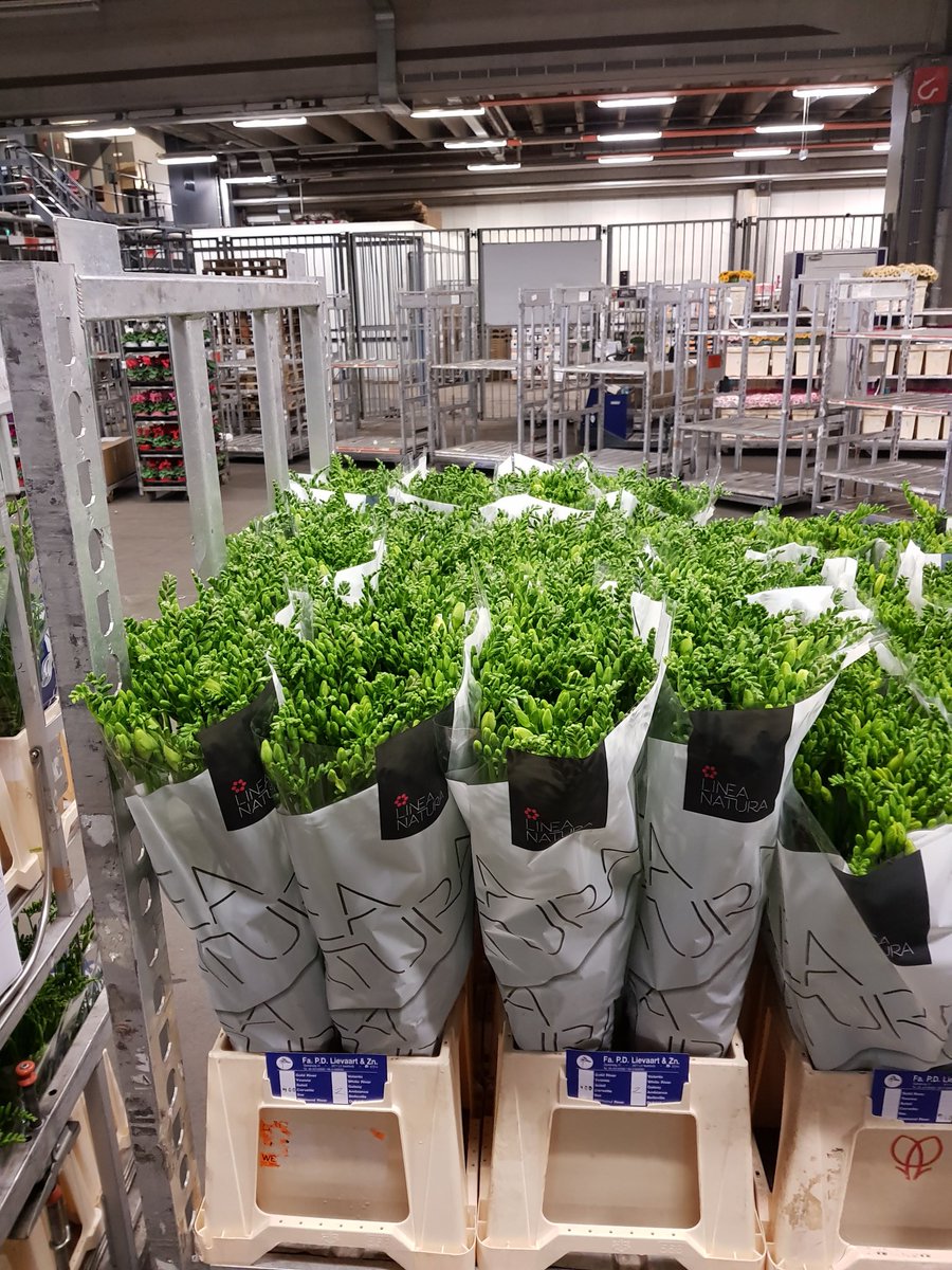 Dinsdag <a href="/FloraHolland/">Royal FloraHolland</a> #Nld #freesia #Corvette 34gram <a href="/lineanatura/">Linea Natura</a> #klokvoorverkoop